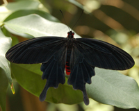 Pachliopta kotzebuea. Бабочка встречается на опушках леса, где она отыскивает подходящие растения из семейства кирказоновых для откладки яиц.